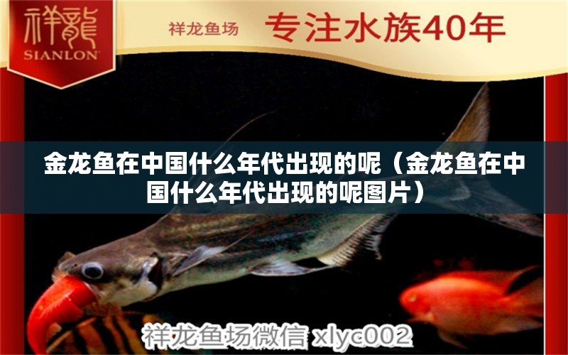 金龙鱼在中国什么年代出现的呢（金龙鱼在中国什么年代出现的呢图片） 观赏鱼市场（混养鱼）