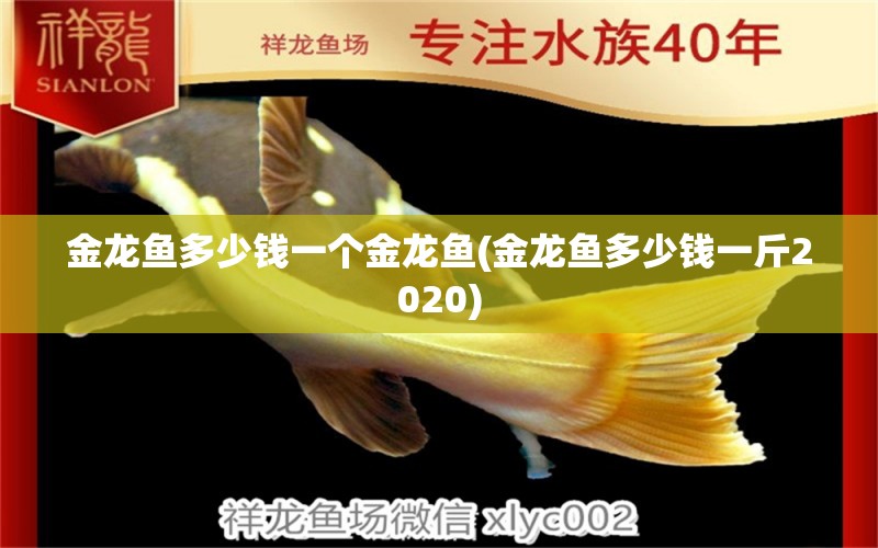 金龙鱼多少钱一个金龙鱼(金龙鱼多少钱一斤2020)