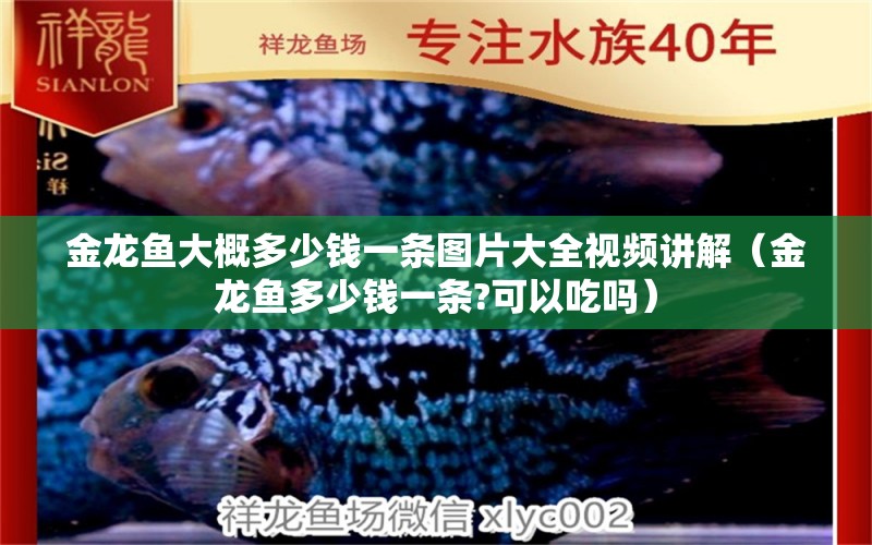 金龙鱼大概多少钱一条图片大全视频讲解（金龙鱼多少钱一条?可以吃吗） 广州观赏鱼鱼苗批发市场