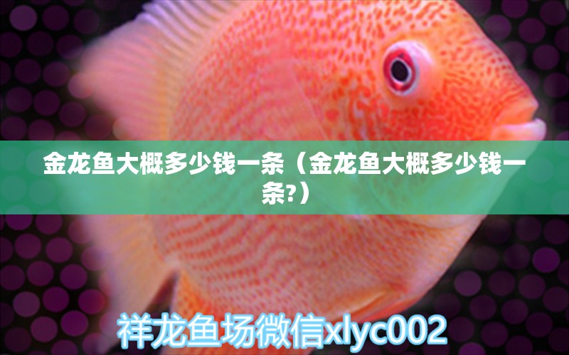 金龙鱼大概多少钱一条（金龙鱼大概多少钱一条?） 广州龙鱼批发市场