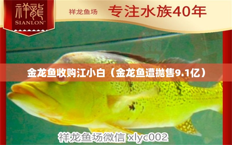 金龙鱼收购江小白（金龙鱼遭抛售9.1亿） 观赏鱼批发