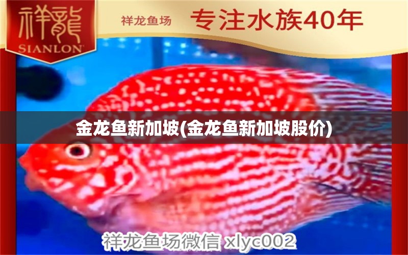 金龙鱼新加坡(金龙鱼新加坡股价) 红龙福龙鱼 第1张