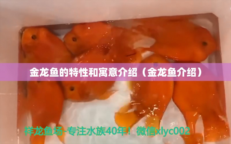 金龙鱼的特性和寓意介绍（金龙鱼介绍） 广州观赏鱼批发市场