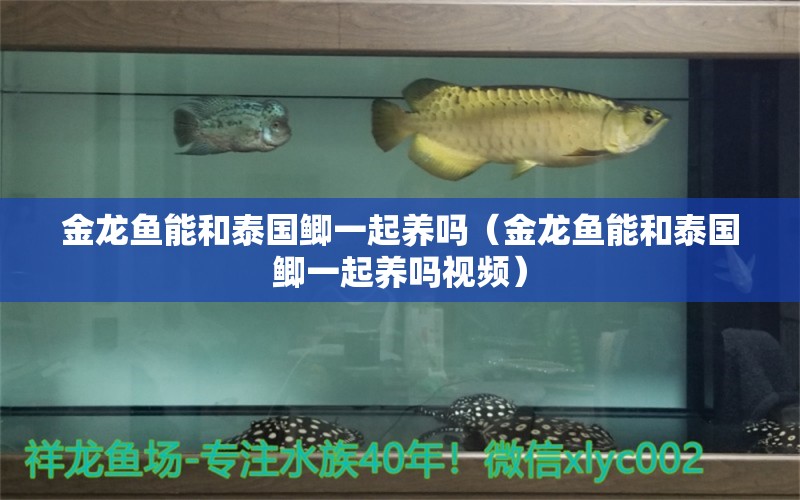 金龙鱼能和泰国鲫一起养吗（金龙鱼能和泰国鲫一起养吗视频） 广州龙鱼批发市场