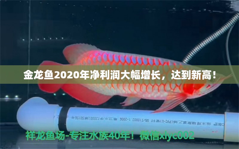 金龙鱼2020年净利润大幅增长，达到新高！