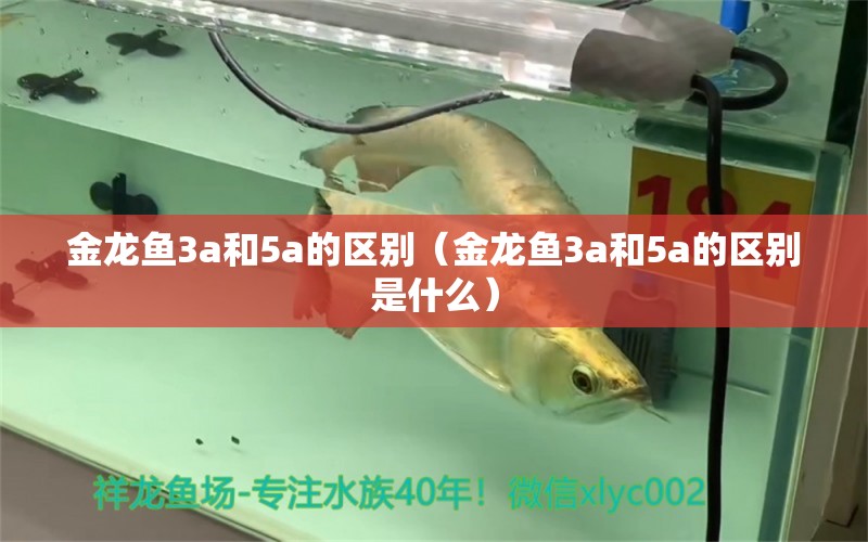 金龙鱼3a和5a的区别（金龙鱼3a和5a的区别是什么） 龙鱼疾病与治疗