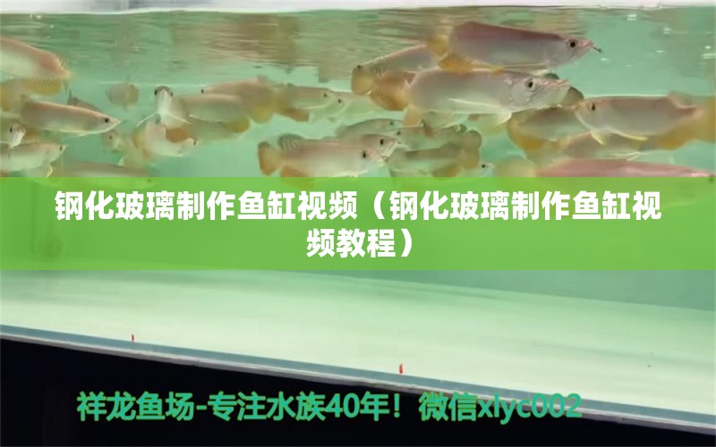钢化玻璃制作鱼缸视频（钢化玻璃制作鱼缸视频教程） 广州观赏鱼批发市场
