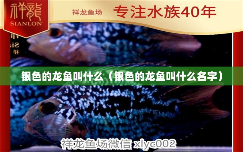 银色的龙鱼叫什么（银色的龙鱼叫什么名字） 广州龙鱼批发市场
