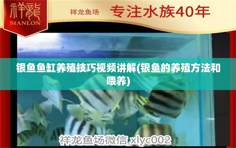 银鱼鱼缸养殖技巧视频讲解(银鱼的养殖方法和喂养)