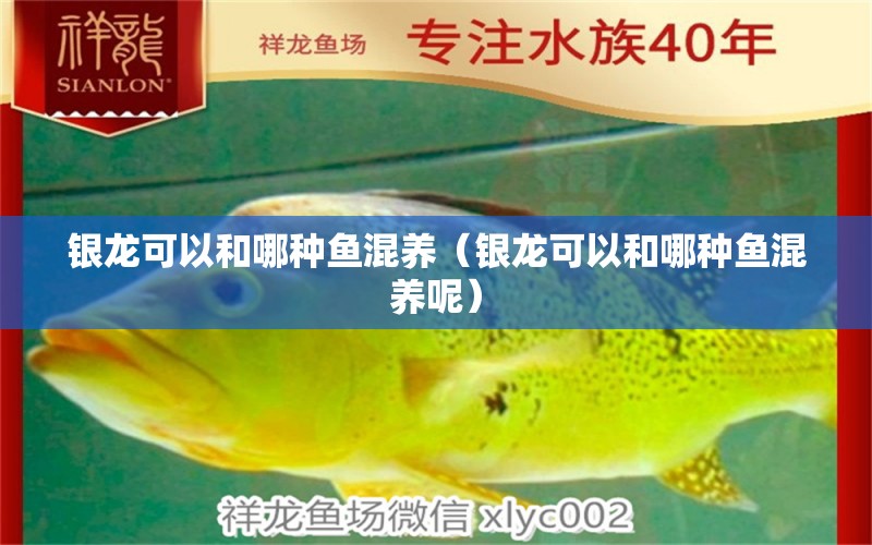 银龙可以和哪种鱼混养（银龙可以和哪种鱼混养呢） 广州龙鱼批发市场