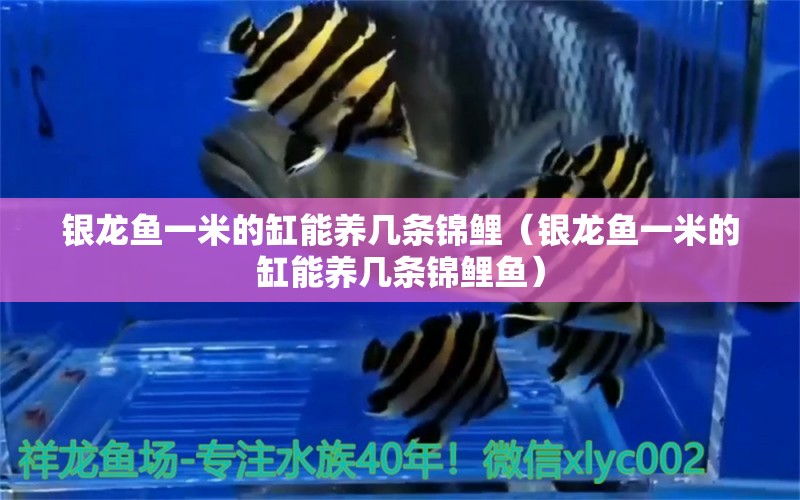 银龙鱼一米的缸能养几条锦鲤（银龙鱼一米的缸能养几条锦鲤鱼） 银龙鱼