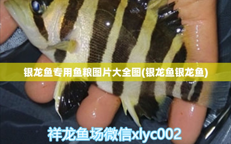 银龙鱼专用鱼粮图片大全图(银龙鱼银龙鱼)