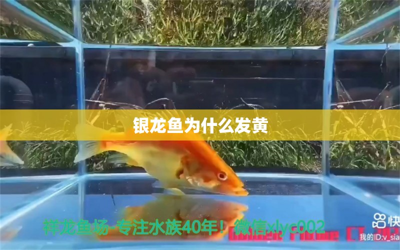 银龙鱼为什么发黄