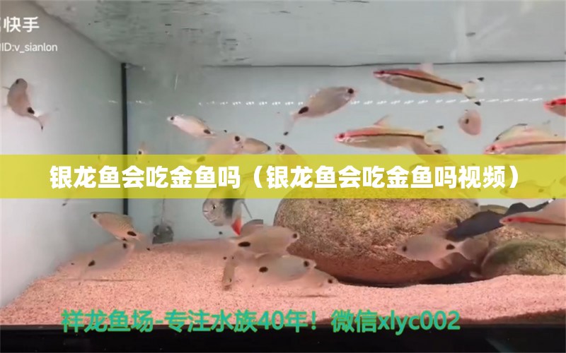 银龙鱼会吃金鱼吗（银龙鱼会吃金鱼吗视频） 银龙鱼