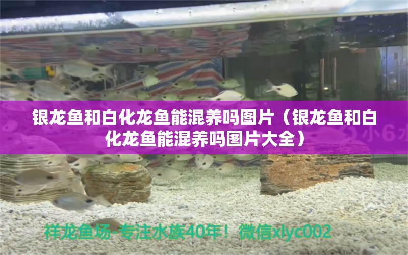 银龙鱼和白化龙鱼能混养吗图片（银龙鱼和白化龙鱼能混养吗图片大全） 银龙鱼
