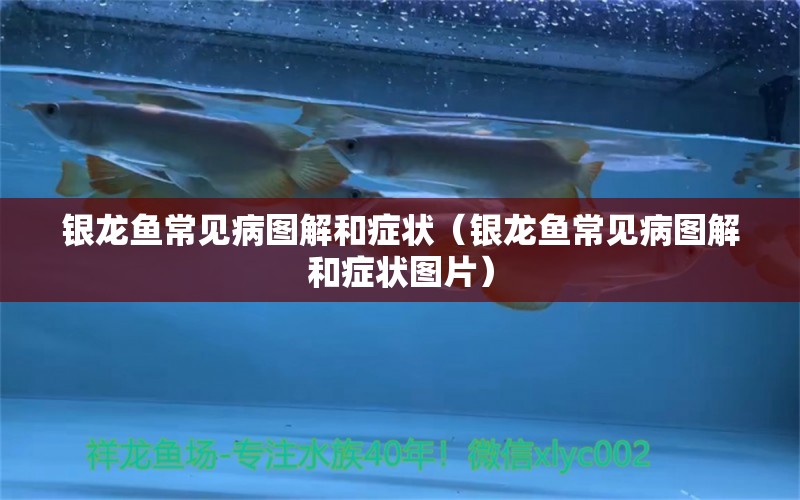 银龙鱼常见病图解和症状（银龙鱼常见病图解和症状图片） 银龙鱼
