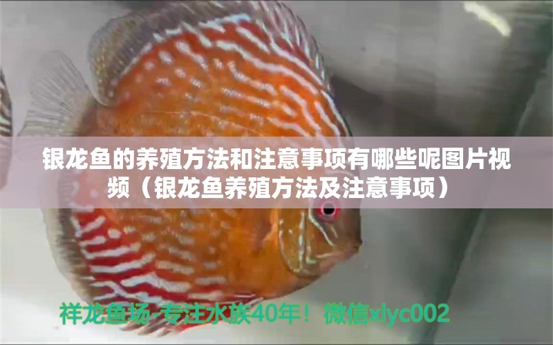 银龙鱼的养殖方法和注意事项有哪些呢图片视频（银龙鱼养殖方法及注意事项）