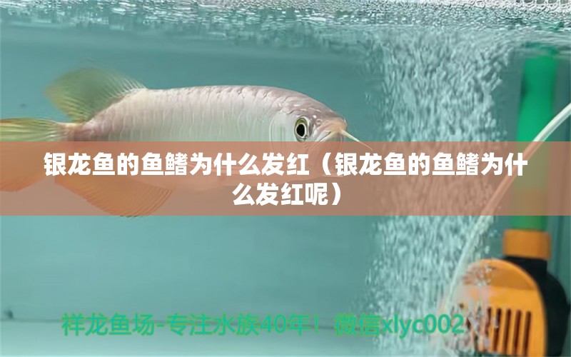 银龙鱼的鱼鳍为什么发红（银龙鱼的鱼鳍为什么发红呢） 银龙鱼
