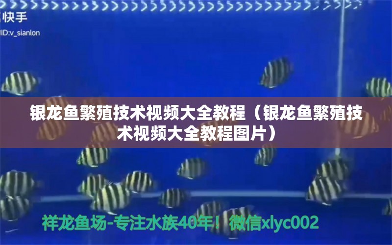 银龙鱼繁殖技术视频大全教程（银龙鱼繁殖技术视频大全教程图片）