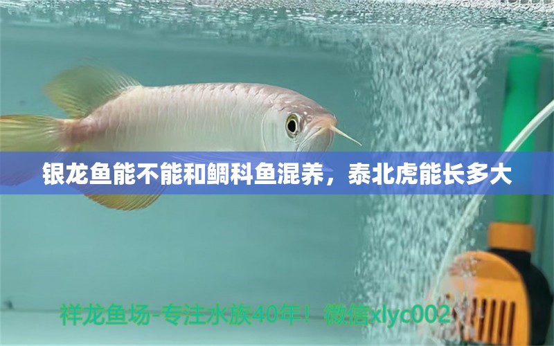 银龙鱼能不能和鲷科鱼混养，泰北虎能长多大