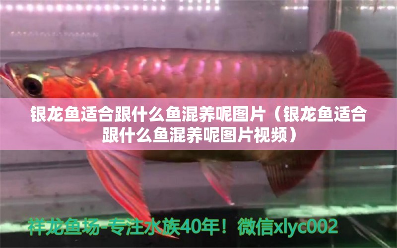 银龙鱼适合跟什么鱼混养呢图片（银龙鱼适合跟什么鱼混养呢图片视频） 萨伊蓝鱼