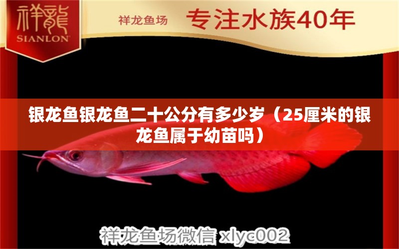 银龙鱼银龙鱼二十公分有多少岁（25厘米的银龙鱼属于幼苗吗） 新加坡号半红龙鱼（练手级红龙鱼）