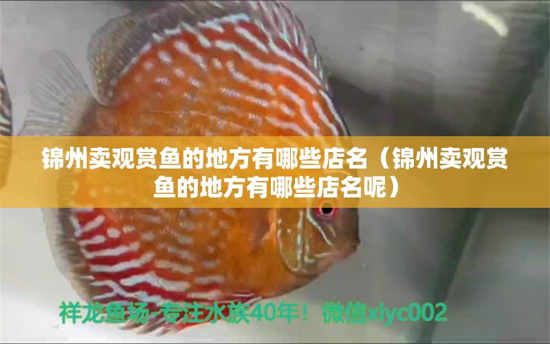 锦州卖观赏鱼的地方有哪些店名（锦州卖观赏鱼的地方有哪些店名呢） 观赏鱼市场（混养鱼）