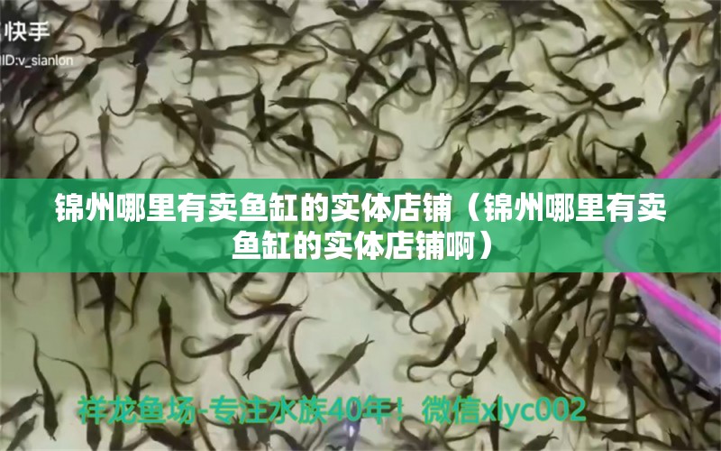 锦州哪里有卖鱼缸的实体店铺（锦州哪里有卖鱼缸的实体店铺啊）