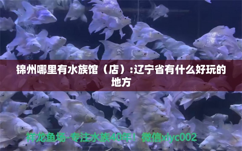 锦州哪里有水族馆（店）:辽宁省有什么好玩的地方 观赏鱼水族批发市场