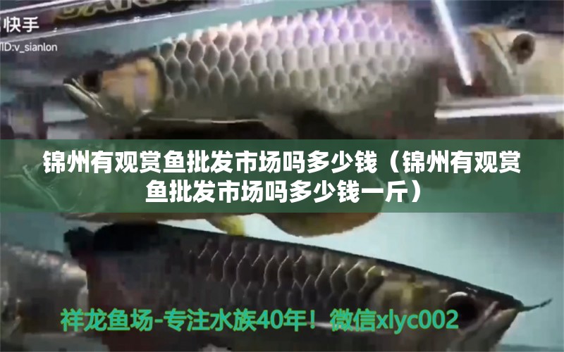 锦州有观赏鱼批发市场吗多少钱（锦州有观赏鱼批发市场吗多少钱一斤）