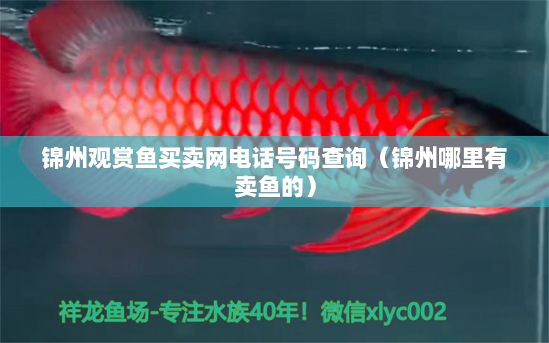 锦州观赏鱼买卖网电话号码查询（锦州哪里有卖鱼的）