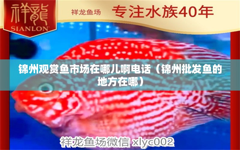 锦州观赏鱼市场在哪儿啊电话（锦州批发鱼的地方在哪） 祥龙赫舞红龙鱼