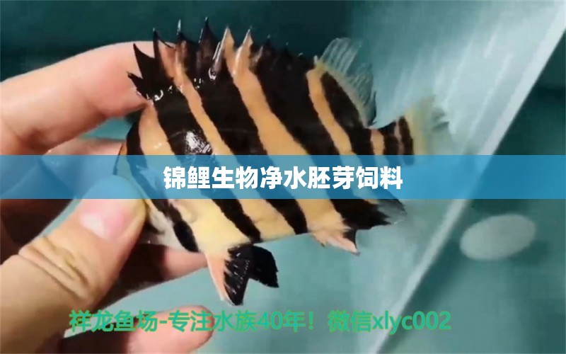 锦鲤生物净水胚芽饲料 广州水族器材滤材批发市场