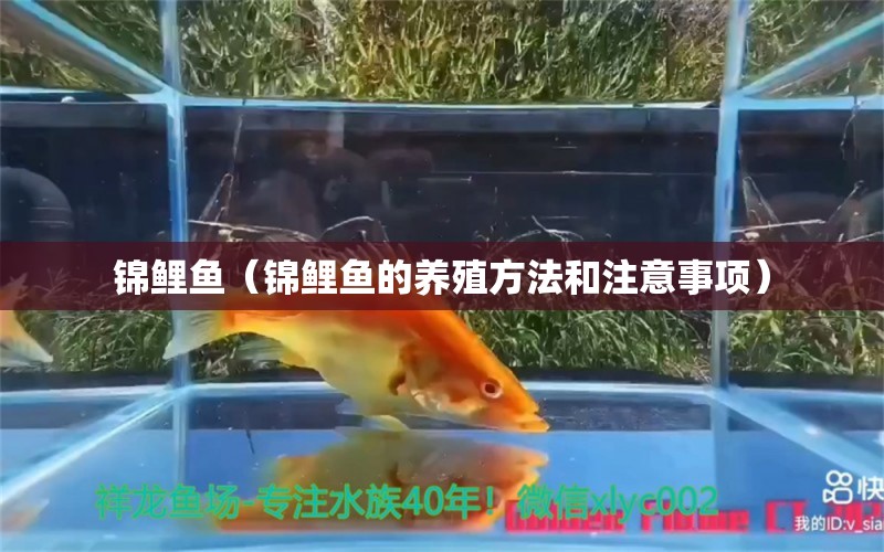 锦鲤鱼（锦鲤鱼的养殖方法和注意事项）