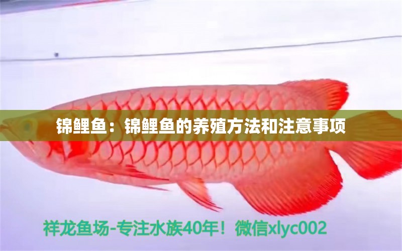 锦鲤鱼：锦鲤鱼的养殖方法和注意事项 印尼红龙鱼
