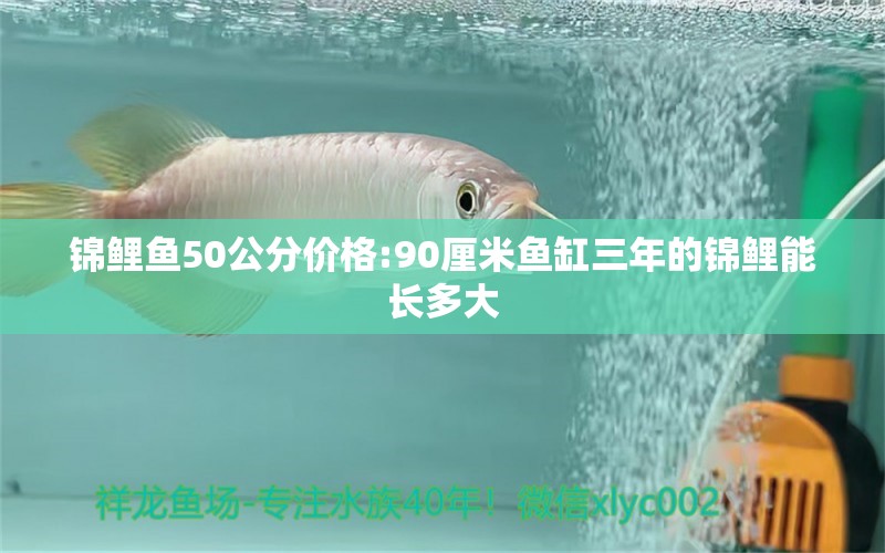 锦鲤鱼50公分价格:90厘米鱼缸三年的锦鲤能长多大 龙鱼批发