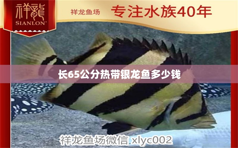 长65公分热带银龙鱼多少钱