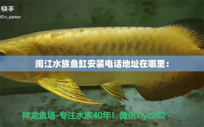 闽江水族鱼缸安装电话地址在哪里： 观赏鱼