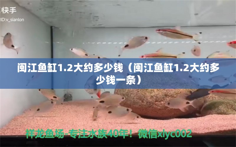 闽江鱼缸1.2大约多少钱（闽江鱼缸1.2大约多少钱一条） 祥龙水族医院