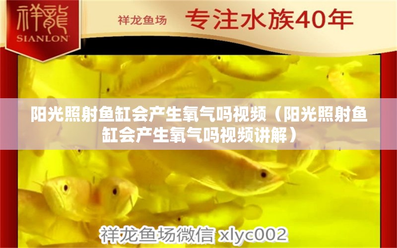阳光照射鱼缸会产生氧气吗视频（阳光照射鱼缸会产生氧气吗视频讲解） 祥龙水族医院