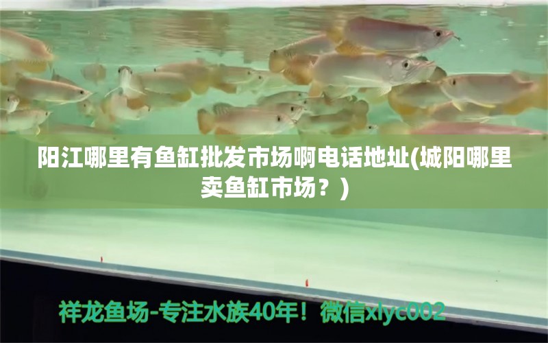阳江哪里有鱼缸批发市场啊电话地址(城阳哪里卖鱼缸市场？)