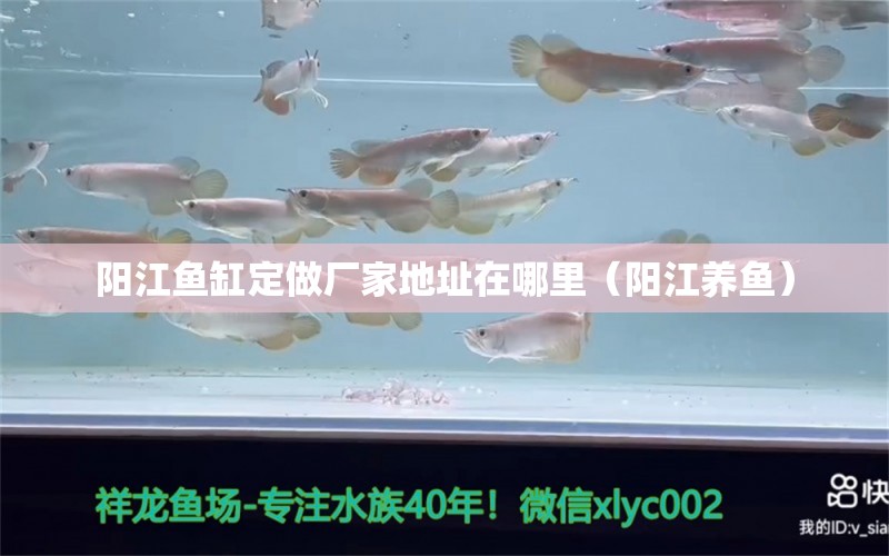 阳江鱼缸定做厂家地址在哪里（阳江养鱼） 水族展会
