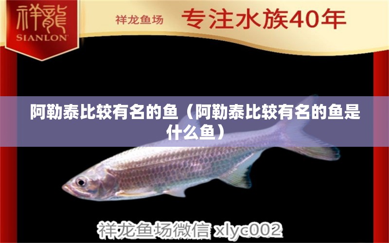 阿勒泰比较有名的鱼（阿勒泰比较有名的鱼是什么鱼） 广州龙鱼批发市场