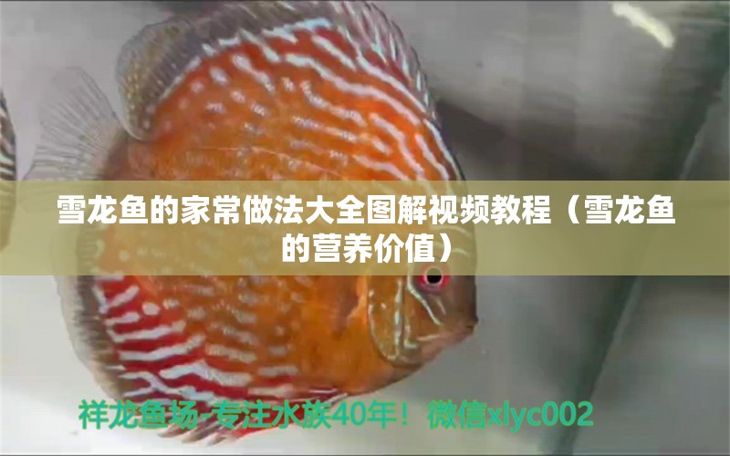 雪龙鱼的家常做法大全图解视频教程（雪龙鱼的营养价值） 白写锦鲤鱼
