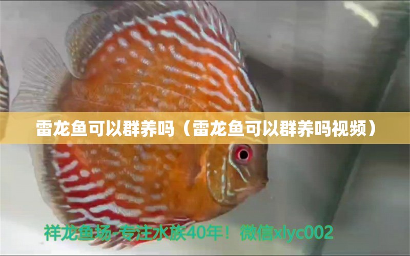 雷龙鱼可以群养吗（雷龙鱼可以群养吗视频） 祥龙水族医院