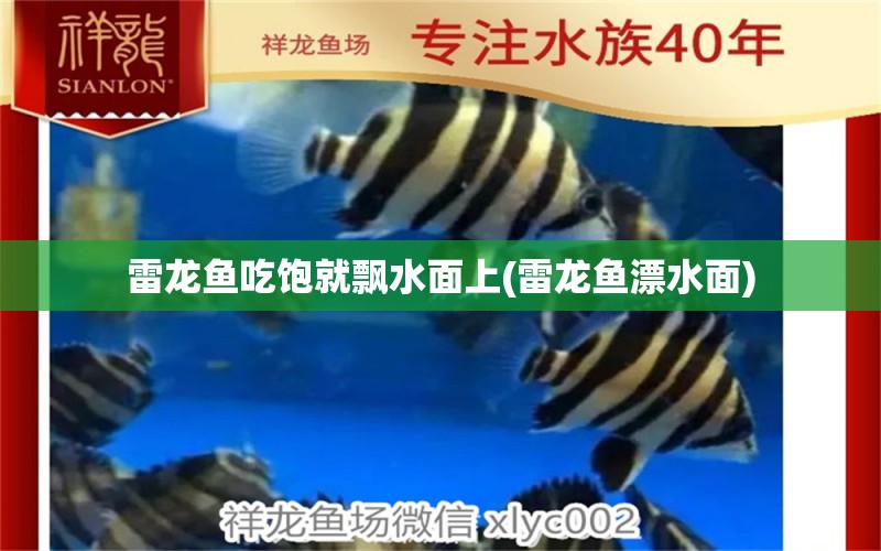 雷龙鱼吃饱就飘水面上(雷龙鱼漂水面) 广州龙鱼批发市场