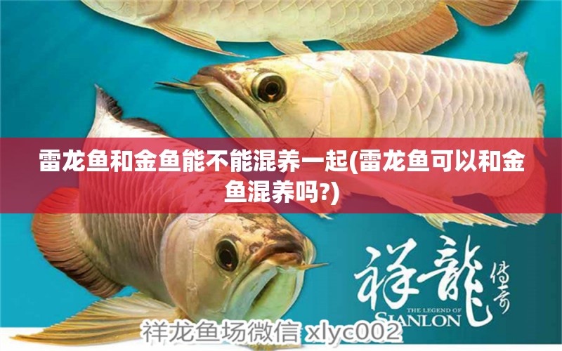 雷龙鱼和金鱼能不能混养一起(雷龙鱼可以和金鱼混养吗?) 赤荔凤冠鱼 第1张