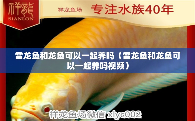 雷龙鱼和龙鱼可以一起养吗（雷龙鱼和龙鱼可以一起养吗视频） 广州龙鱼批发市场