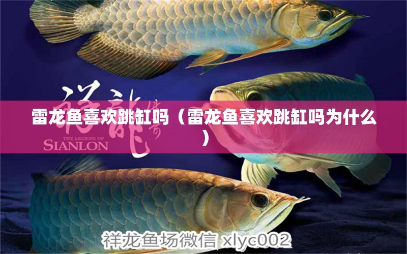 雷龙鱼喜欢跳缸吗（雷龙鱼喜欢跳缸吗为什么） 广州龙鱼批发市场