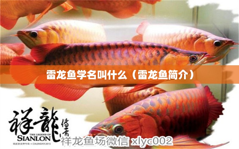 雷龙鱼学名叫什么（雷龙鱼简介） 广州龙鱼批发市场